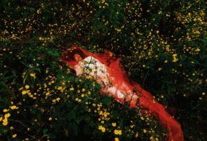 New Flower - Gouled Ahmed